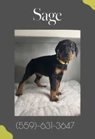 Sage, a female Doberman Pinscher for sale in Visalia, CA – Photo 2 of 3