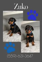 Zuko, a male Doberman Pinscher for sale in Visalia, CA – Photo 1 of 3