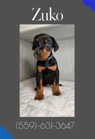 Zuko, a male Doberman Pinscher for sale in Visalia, CA – Photo 3 of 3