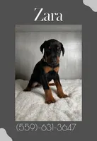 Zara, a female Doberman Pinscher for sale in Visalia, CA – Photo 3 of 3