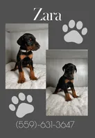 Zara, a female Doberman Pinscher for sale in Visalia, CA – Photo 1 of 3