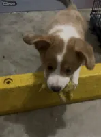 Simon, a male Cardigan Welsh Corgi and Miniature Australian Shepherd for sale in Harrisburg, NC – Photo 3 of 7