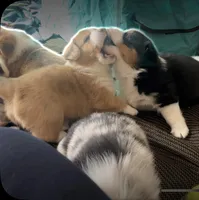Simon, a male Cardigan Welsh Corgi and Miniature Australian Shepherd for sale in Harrisburg, NC – Photo 2 of 7