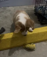 Simon, a male Cardigan Welsh Corgi and Miniature Australian Shepherd for sale in Harrisburg, NC – Photo 4 of 7