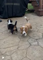 Stuart, a male Cardigan Welsh Corgi and Miniature Australian Shepherd for sale in Harrisburg, NC – Photo 2 of 6