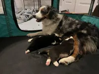 Stuart, a male Cardigan Welsh Corgi and Miniature Australian Shepherd for sale in Harrisburg, NC – Photo 4 of 6