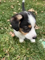 Stuart, a male Cardigan Welsh Corgi and Miniature Australian Shepherd for sale in Harrisburg, NC – Photo 1 of 6
