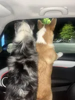 Simon, a male Cardigan Welsh Corgi and Miniature Australian Shepherd for sale in Harrisburg, NC – Photo 6 of 6