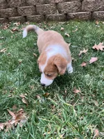 Simon, a male Cardigan Welsh Corgi and Miniature Australian Shepherd for sale in Harrisburg, NC – Photo 1 of 6