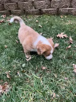 Simon, a male Cardigan Welsh Corgi and Miniature Australian Shepherd for sale in Harrisburg, NC – Photo 3 of 6