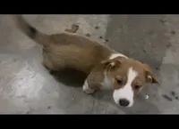 BJ, a male Cardigan Welsh Corgi and Miniature Australian Shepherd for sale in Harrisburg, NC – Photo 4 of 8