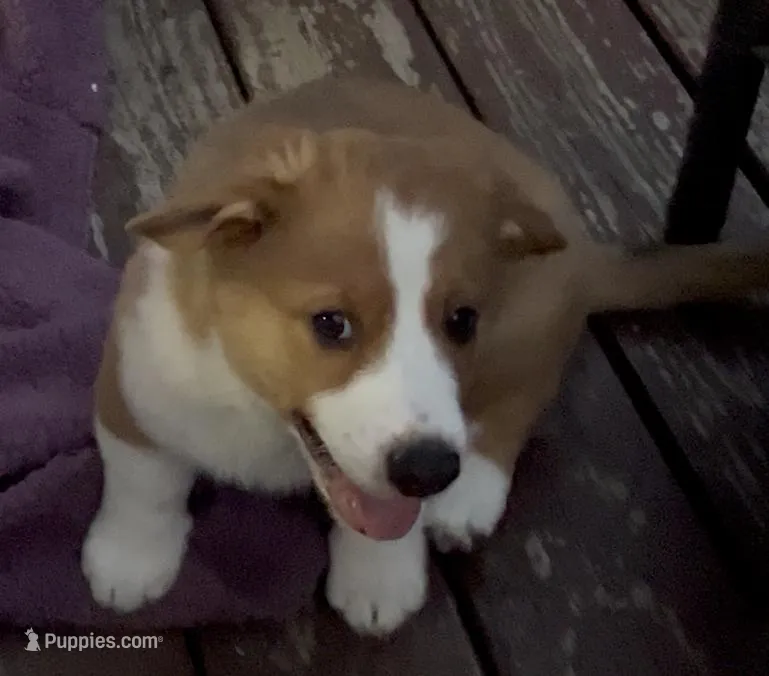 BJ – Cardigan Welsh Corgi, Miniature Australian Shepherd puppy for sale in Harrisburg, NC