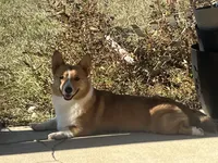 BJ, a male Cardigan Welsh Corgi and Miniature Australian Shepherd for sale in Harrisburg, NC – Photo 5 of 8
