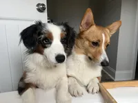 BJ, a male Cardigan Welsh Corgi and Miniature Australian Shepherd for sale in Harrisburg, NC – Photo 6 of 8