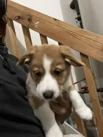 BJ, a male Cardigan Welsh Corgi and Miniature Australian Shepherd for sale in Harrisburg, NC – Photo 8 of 8