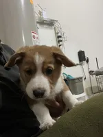 BJ, a male Cardigan Welsh Corgi and Miniature Australian Shepherd for sale in Harrisburg, NC – Photo 2 of 8