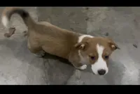 BJ, a male Cardigan Welsh Corgi and Miniature Australian Shepherd for sale in Harrisburg, NC – Photo 3 of 8