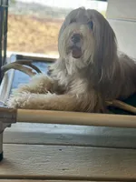 Bearded Collie, a female Bearded Collie for sale in Canyon Lake, CA – 4 of 4