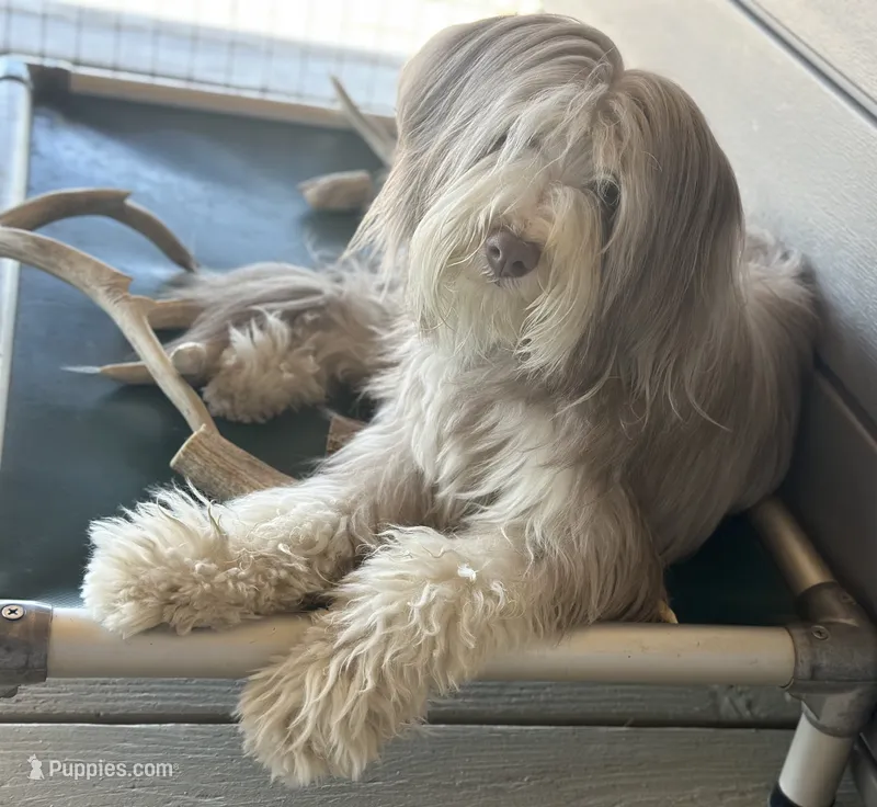 Bearded Collie – Bearded Collie puppy for sale in Canyon Lake, CA