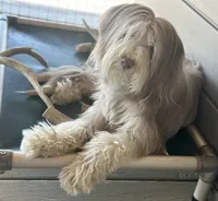 Bearded Collie, a female Bearded Collie for sale in Canyon Lake, CA – 1 of 4