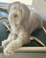 Bearded Collie, a female Bearded Collie for sale in Canyon Lake, CA – 2 of 4