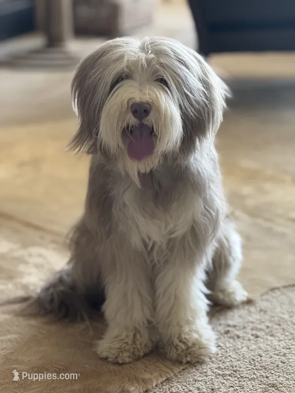 Bearded Collie – Bearded Collie puppy for sale in Canyon Lake, CA