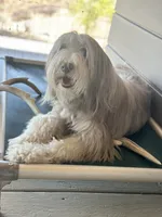 Bearded Collie, a female Bearded Collie for sale in Canyon Lake, CA – 3 of 4