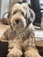 Bearded Collie, a female Bearded Collie for sale in Canyon Lake, CA – 2 of 2