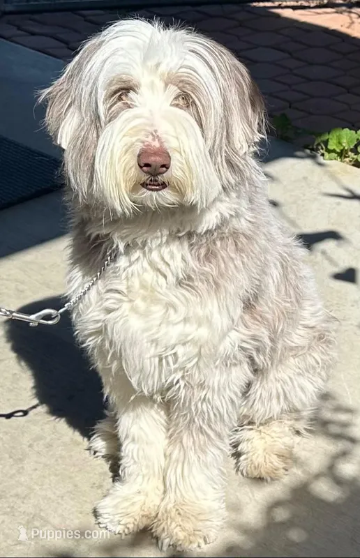 Bearded collie – Bearded Collie puppy for sale in Canyon Lake, CA
