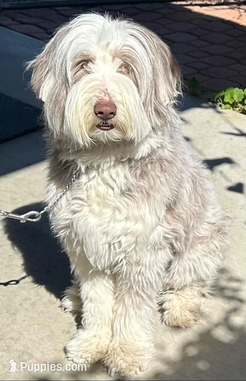 Bearded collie, a female Bearded Collie for sale in Canyon Lake, CA – 1 of 1