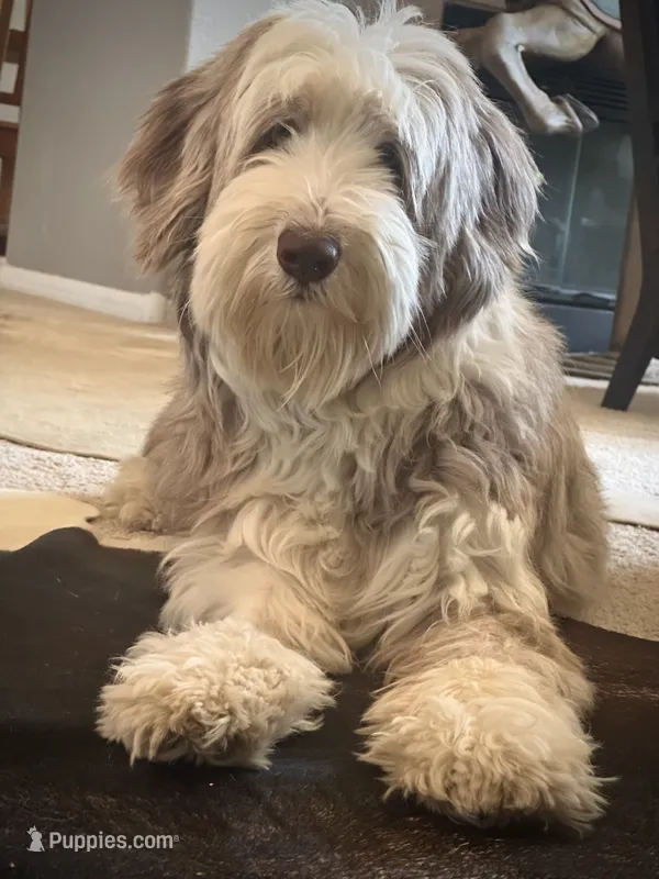 Bearded Collie – Bearded Collie puppy for sale in Canyon Lake, CA
