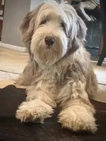Bearded Collie, a female Bearded Collie for sale in Canyon Lake, CA – 1 of 2