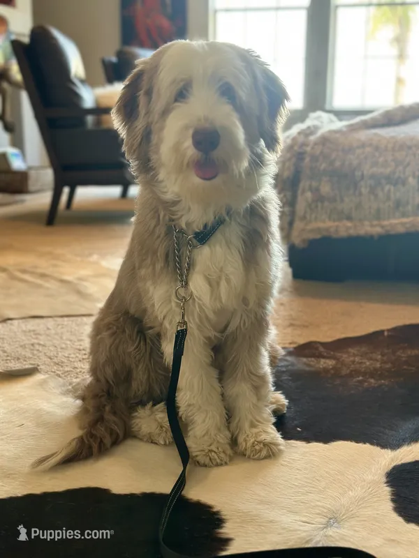 Bearded collie – Bearded Collie puppy for sale in Canyon Lake, CA