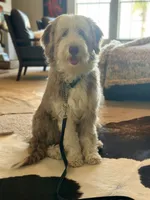 Bearded collie, a female Bearded Collie for sale in Canyon Lake, CA – 1 of 1