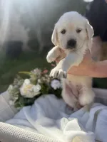 Yeti, a female Golden Retriever for sale in Bloomington, CA – Photo 5 of 6