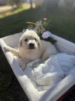 Yeti, a female Golden Retriever for sale in Bloomington, CA – Photo 1 of 6
