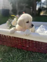 Yeti, a female Golden Retriever for sale in Bloomington, CA – Photo 3 of 6