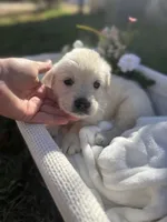 Yeti, a female Golden Retriever for sale in Bloomington, CA – Photo 2 of 6