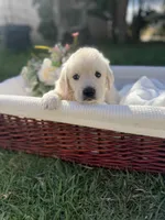 Yeti, a female Golden Retriever for sale in Bloomington, CA – Photo 4 of 6