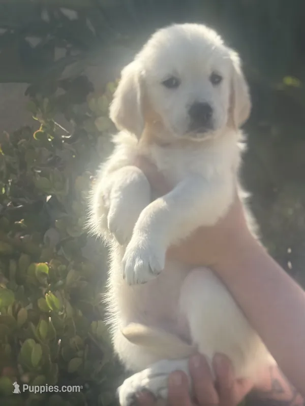 Yeti – Golden Retriever puppy for sale in Bloomington, CA
