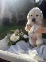 Yeti, a female Golden Retriever for sale in Bloomington, CA – Photo 6 of 6