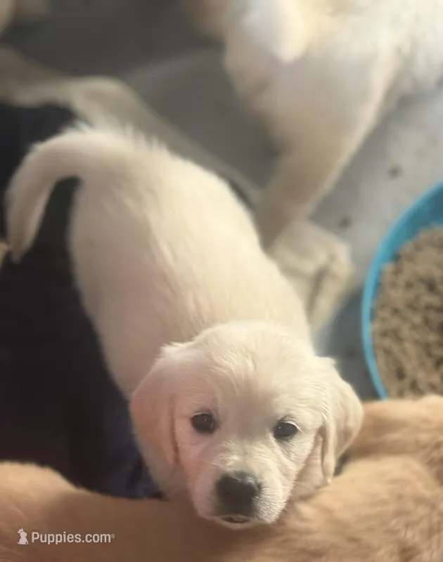 Yeti – Golden Retriever puppy for sale in Bloomington, CA