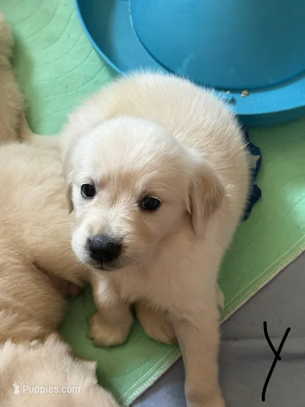 Yeti – Golden Retriever puppy for sale in Bloomington, CA