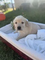 Darlin, a female Golden Retriever for sale in Bloomington, CA – Photo 4 of 5
