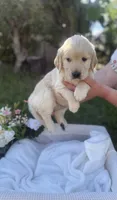 Darlin, a female Golden Retriever for sale in Bloomington, CA – Photo 5 of 5