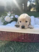 Darlin, a female Golden Retriever for sale in Bloomington, CA – Photo 2 of 5