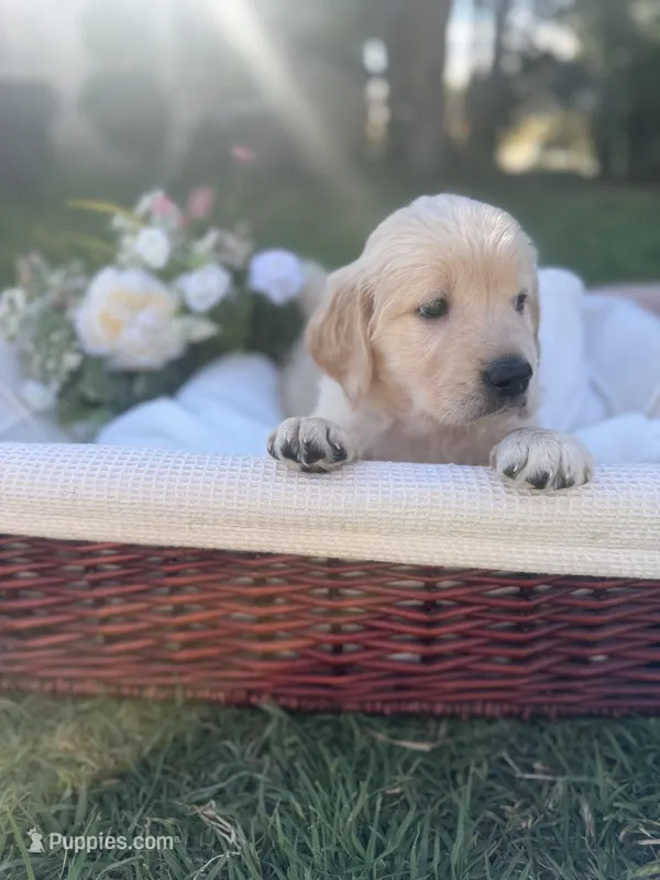 Darlin, a female Golden Retriever for sale in Bloomington, CA – Photo 1 of 5