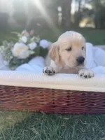 Darlin, a female Golden Retriever for sale in Bloomington, CA – Photo 1 of 5