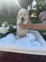 Darlin, a female Golden Retriever for sale in Bloomington, CA – Photo 3 of 5