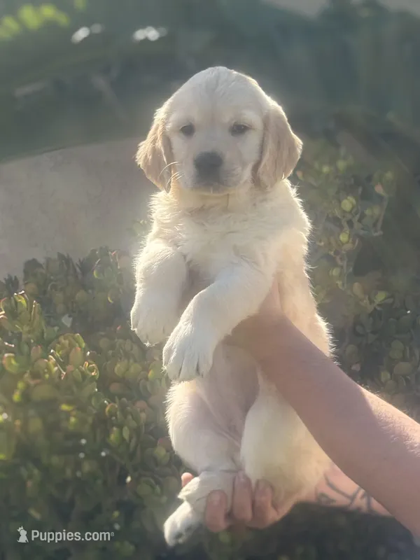 Angel  – Golden Retriever puppy for sale in Bloomington, CA